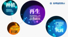 黑色素种植疗法，快速种植健康黄皮  